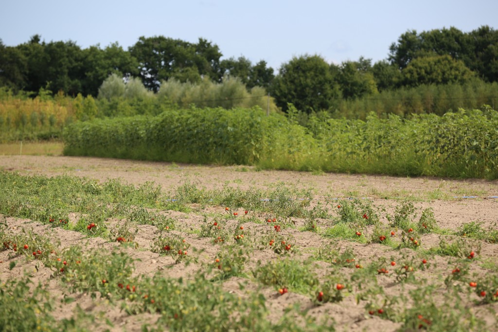 Production de tomates et de tournesols géants à la Ferme de Sainte Marthe