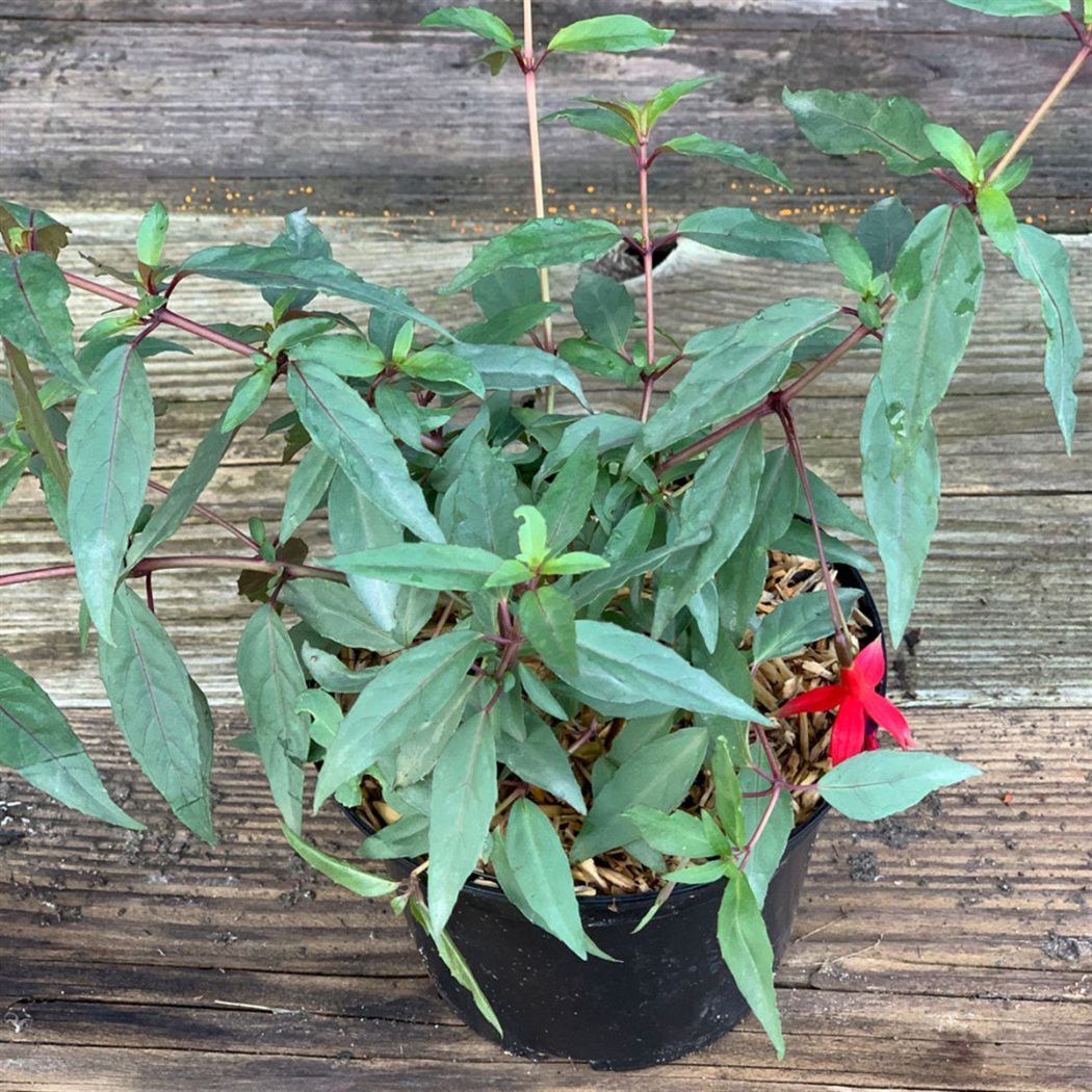 Fuchsia comestible